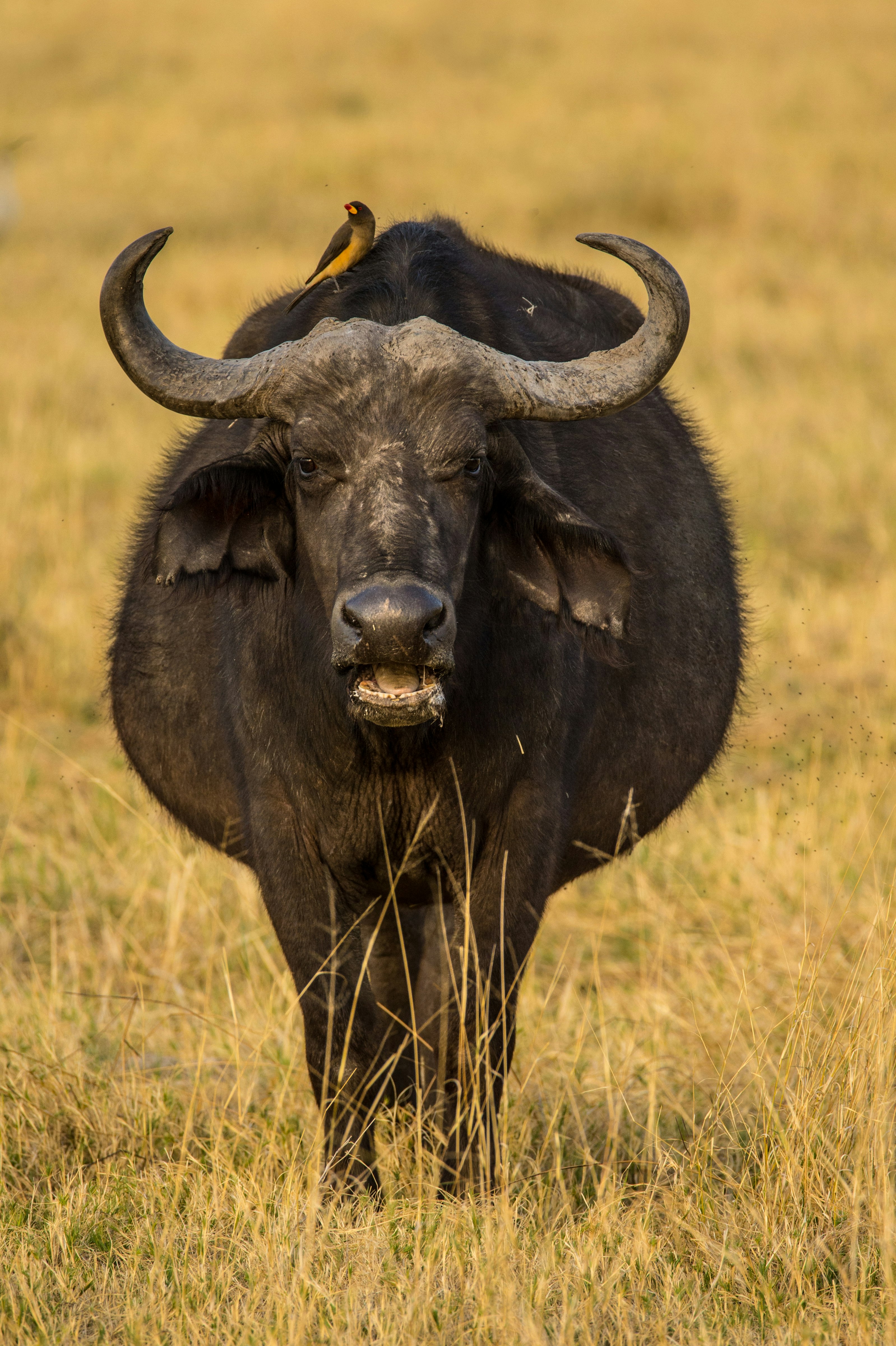 black water buffalo on brown grass field during daytime